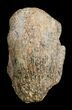 Pachycephalosaurus Foot Claw From Montana #3440-1